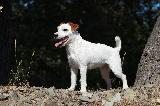 PARSON RUSSEL TERRIER